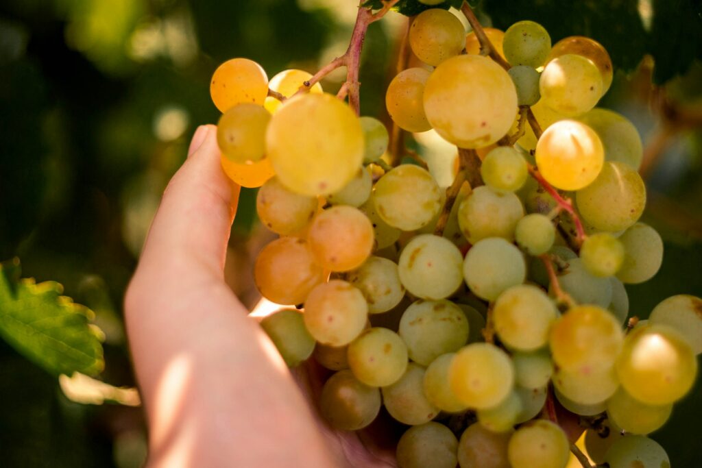 A hand supports a sunlit cluster of ripe grapes against a softly blurred green background.